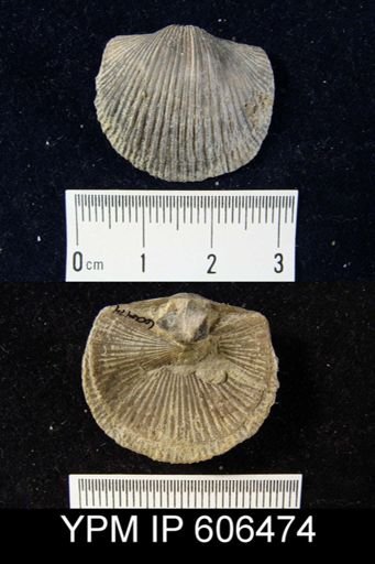 Dinorthis carleyi