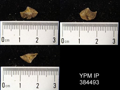 Cyrtina acutirostris