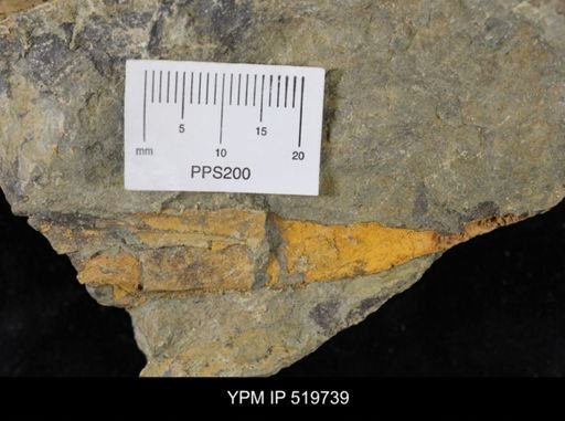 undet. Eocrinoidea