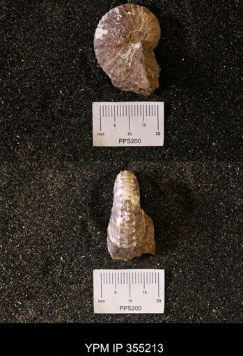 Discoscaphites sp.