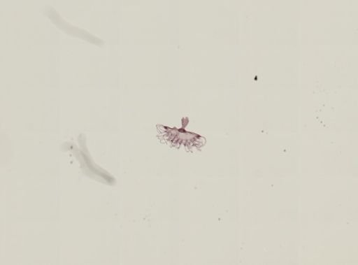 Obelia