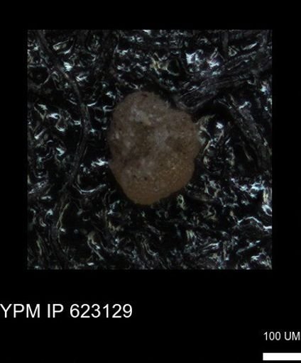 undet. Foraminiferida