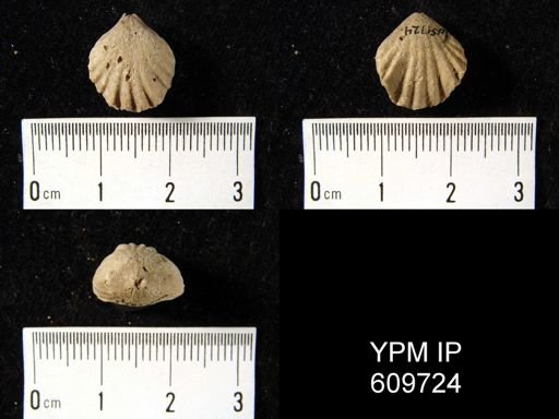Uncinulus nucleolatus angulatus