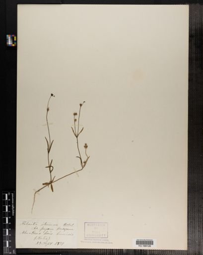 Plantae