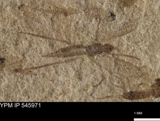taxon undetermined