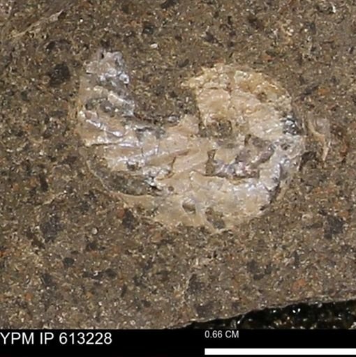 Scaphites sp.