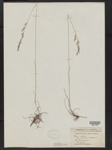 Festuca rubra