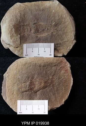 Pygocephalus gracilis