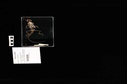 Sceloporus occidentalis