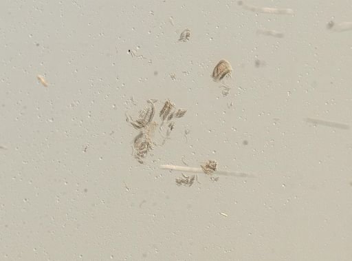 Somatogyrus currierianus