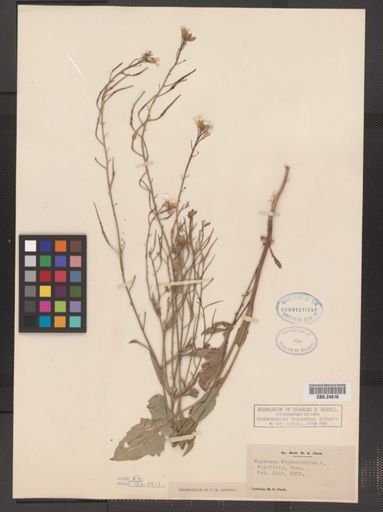 Raphanus raphanistrum