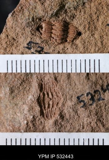 undet. Trilobita