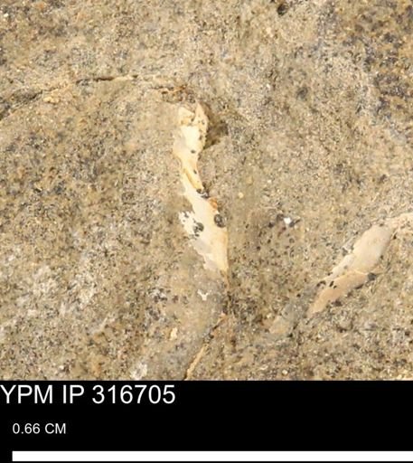 undet. Mollusca