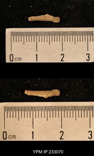 Archaeocidaris sp.