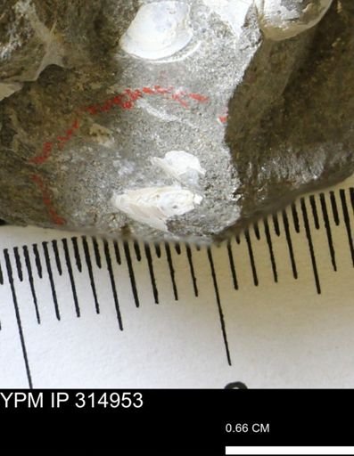 undet. Bivalvia