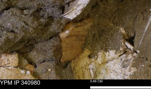 Corbicula sp.