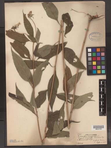 Helianthus decapetalus