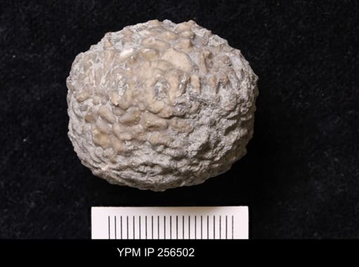 Dolatocrinus asterias
