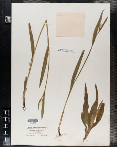 Carex laxiflora