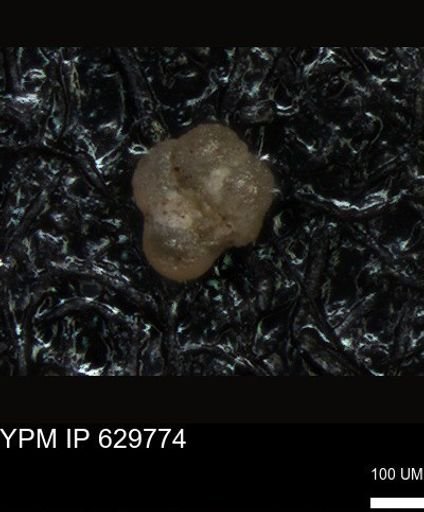 undet. Foraminiferida