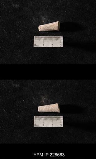 Orthoceras