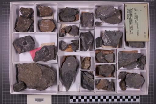 mixed taxa, stratigraphic collection