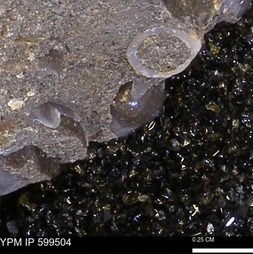 Protocardia subquadrata