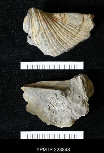 Neospirifer triplicatus