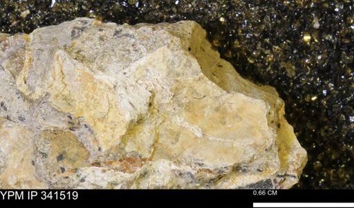 Scaphites sp.