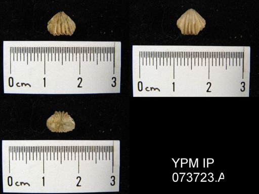 Camarotoechia perryvillensis