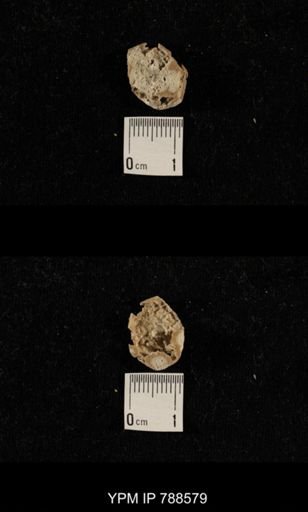 taxon undetermined