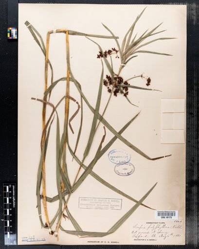 Scirpus polyphyllus
