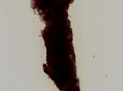 Prosuberites sp.