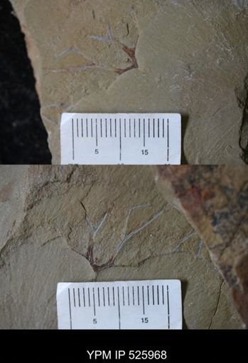 undet. Graptolithina