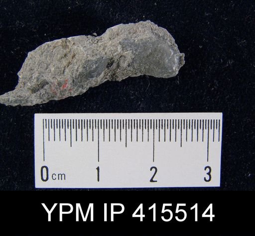 Chonetes granulifer
