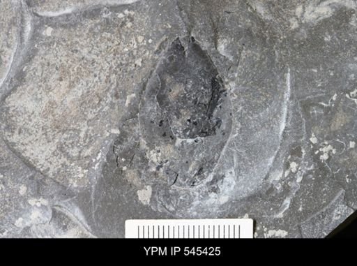 undet. Eurypterida