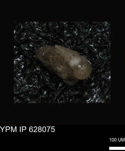undet. Foraminiferida