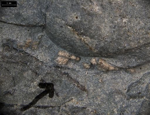 Aplocoma damesii