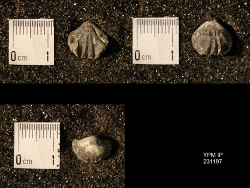 Wellerella osagensis