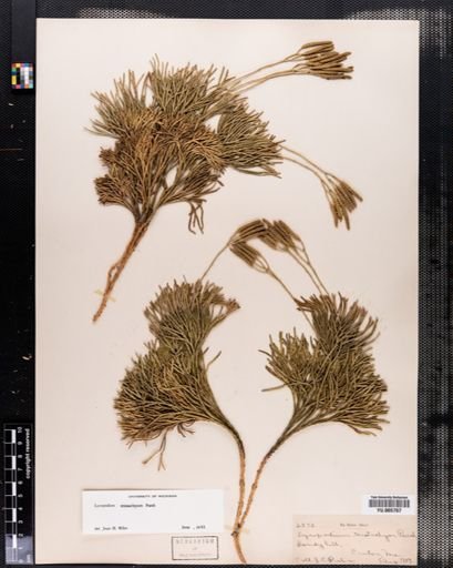Lycopodium tristachyum