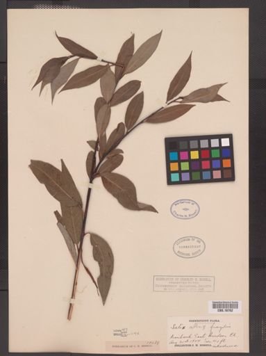 Salix alba