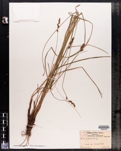 Carex prairea