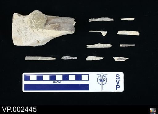 Pteranodon