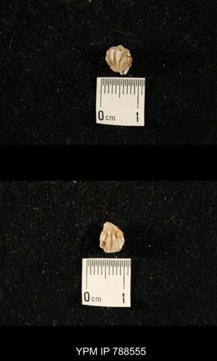 undet. Brachiopoda