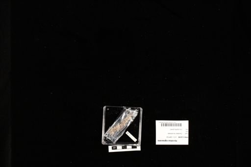 Hynobius nigrescens