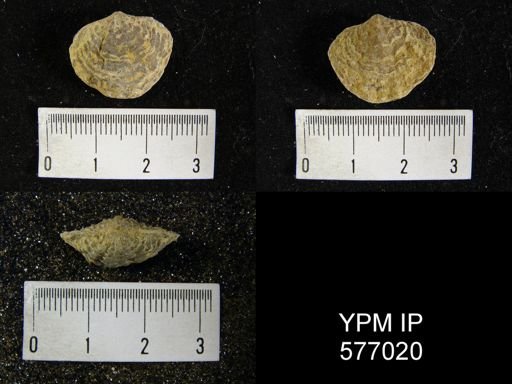 Atrypa hystrix occidentalis