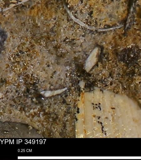 undet. Mollusca