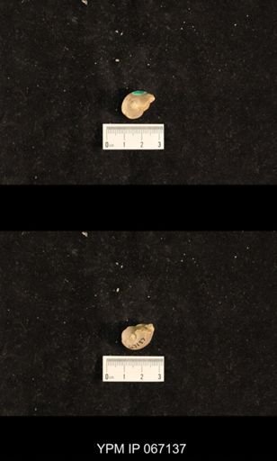 Bellerophon sp.