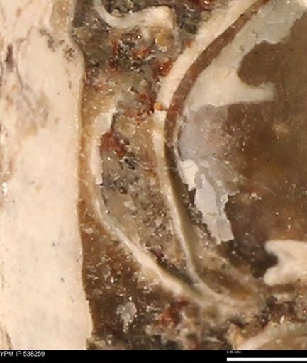 Corbulamella gregaria