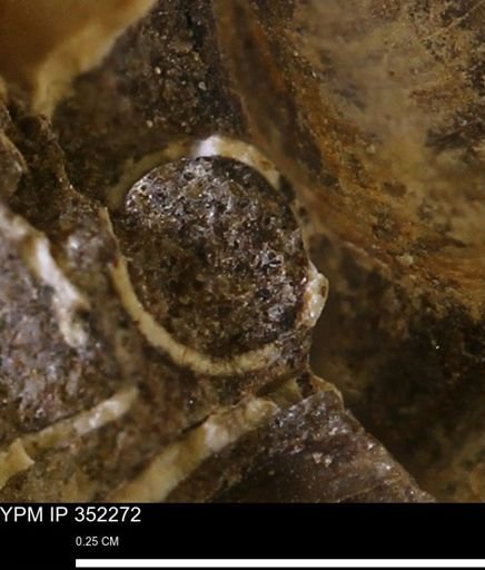 undet. Scaphopoda